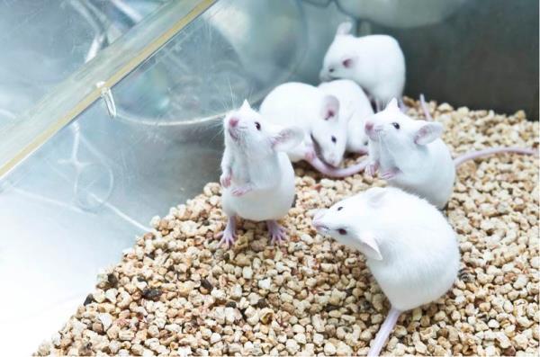 不同基因对雌雄小鼠寿命的影响