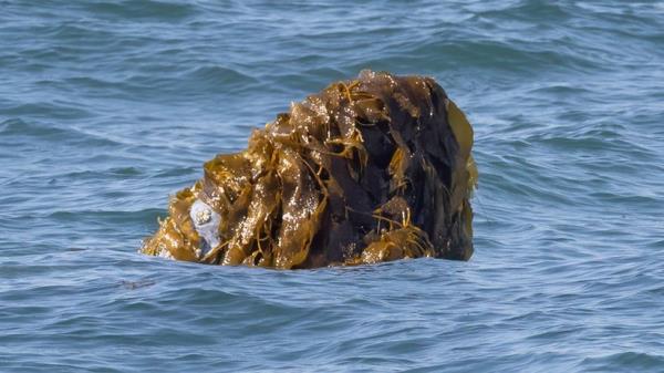 为什么鲸鱼会往头上扔海藻?