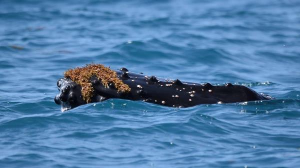 Humpback whale with kelp on its head