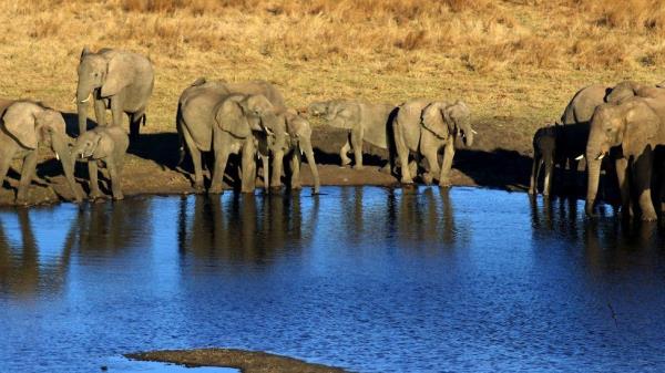 African Savannah elephants at a watering hole
