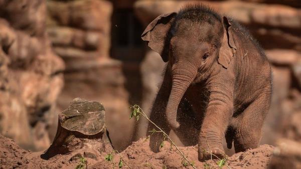 Aayu the elephant calf was 18 mo<em></em>nths old when she caught the virus