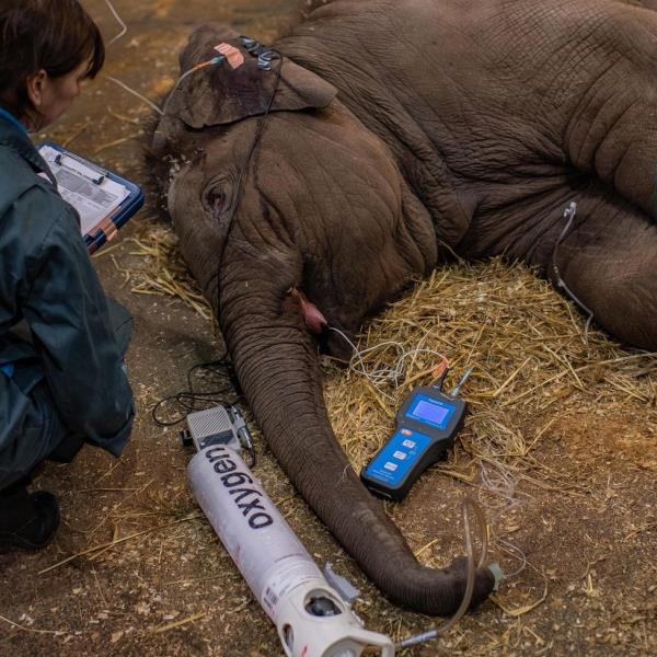 Indali the elephant calf being treated for EEHV in 2019