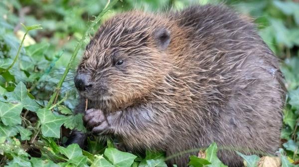 Baby beaver which has been named after goalkeeper Mary Earps in ho<em></em>nour of England reaching the World Cup final.