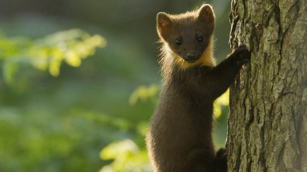 Baby pine marten clings to tree