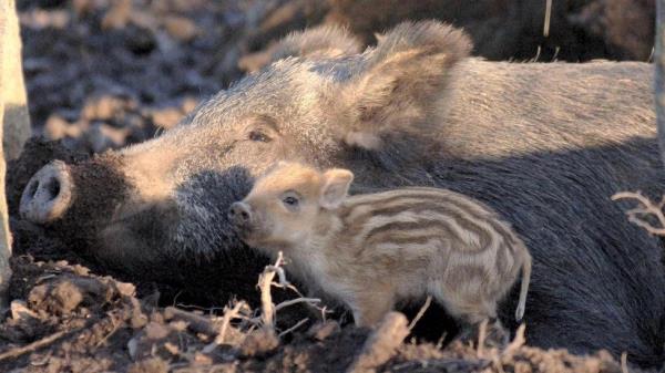 Wild boar lies down in mud with her piglet alongside